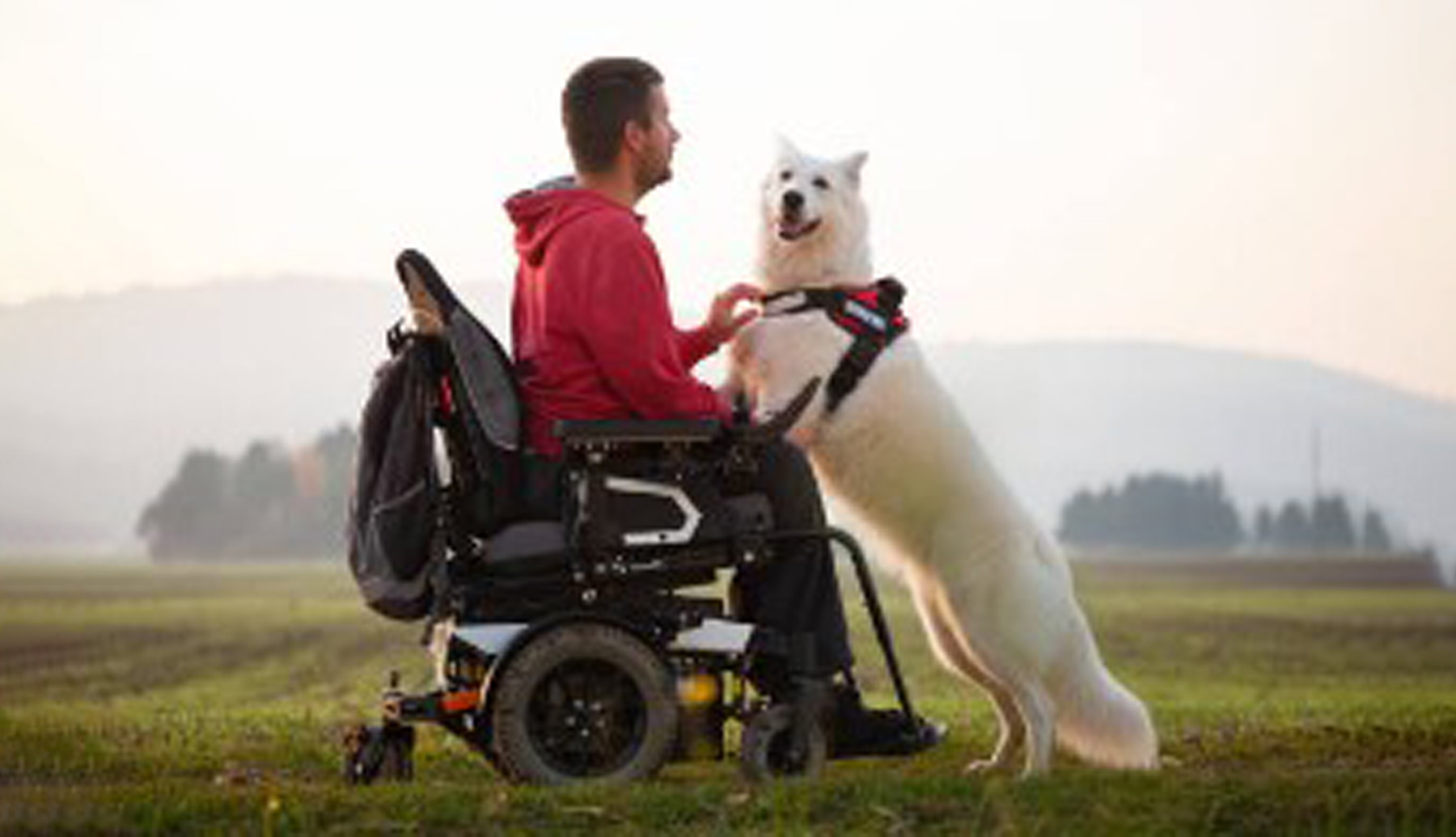 Service Dog and its Human Partner